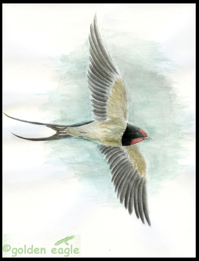 Acquerelli - Golden eagle